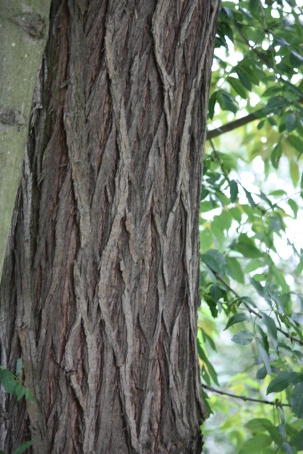Bark of a tree trunk