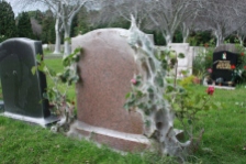 eerie work of caterpillars at Cemetary (21)